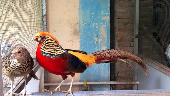Peluang Bisnis Ayam Hias: Hobi yang Menghasilkan